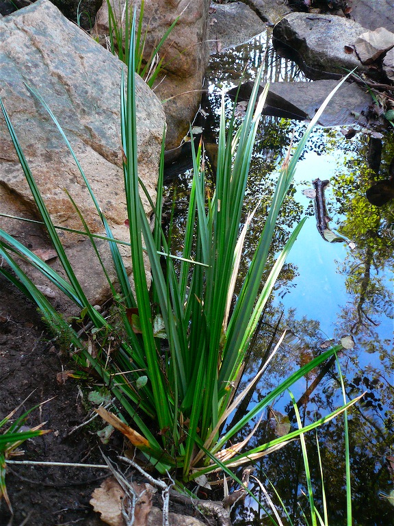 Pianta palustre - Carex microcarpa